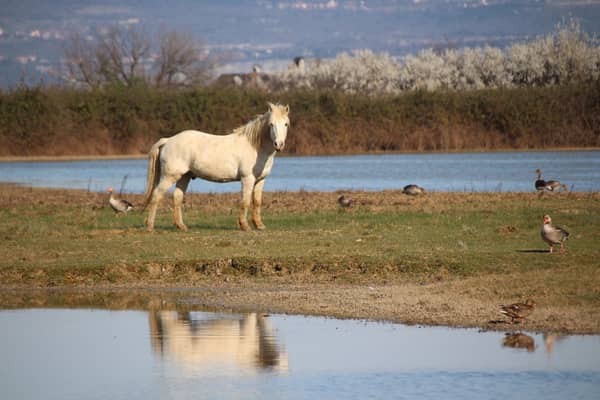 Grandhotelastoria Grado Dintorni 07